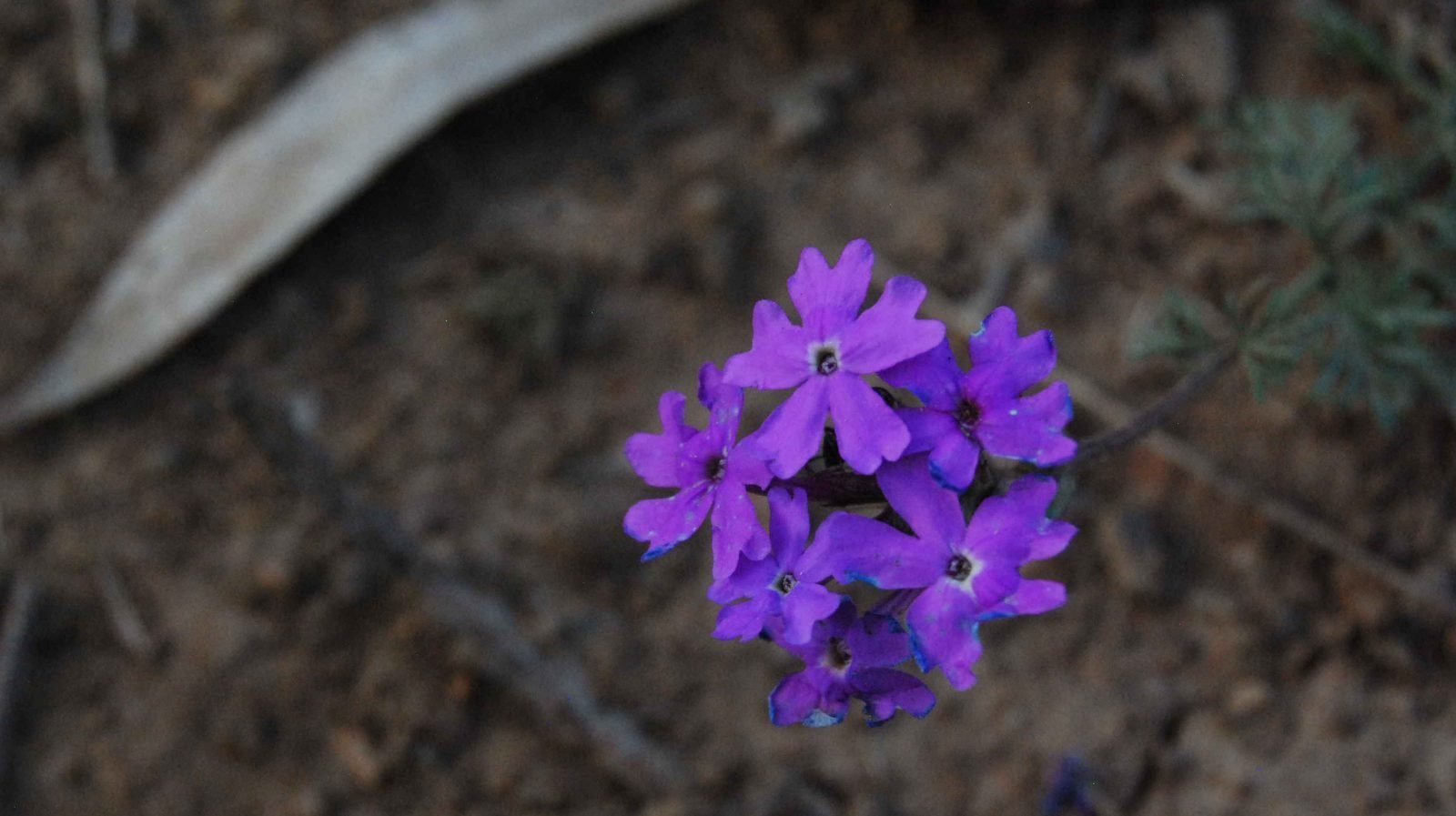 Kalpowar Forest Campground010 2015 09 10